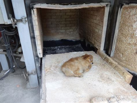 Cat cremation. Things To Know About Cat cremation. 